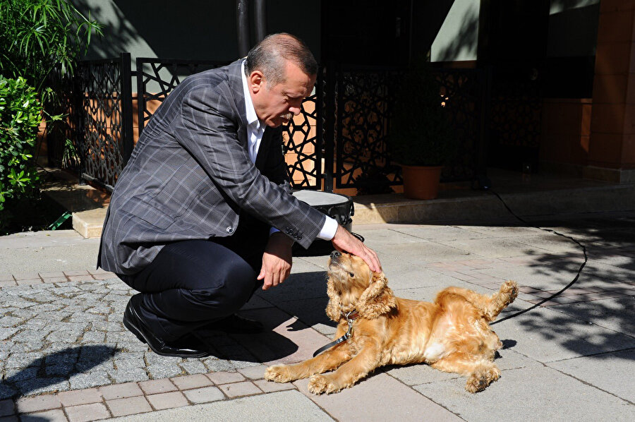 Cumhurbaşkanı Erdoğan, Hayvan hakları yasanın bir an önce çıkarılması talimatını verdi.