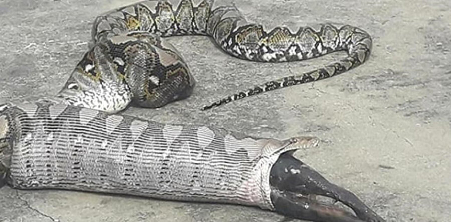 Piton, yuttuğu kediyi geri çıkardı.