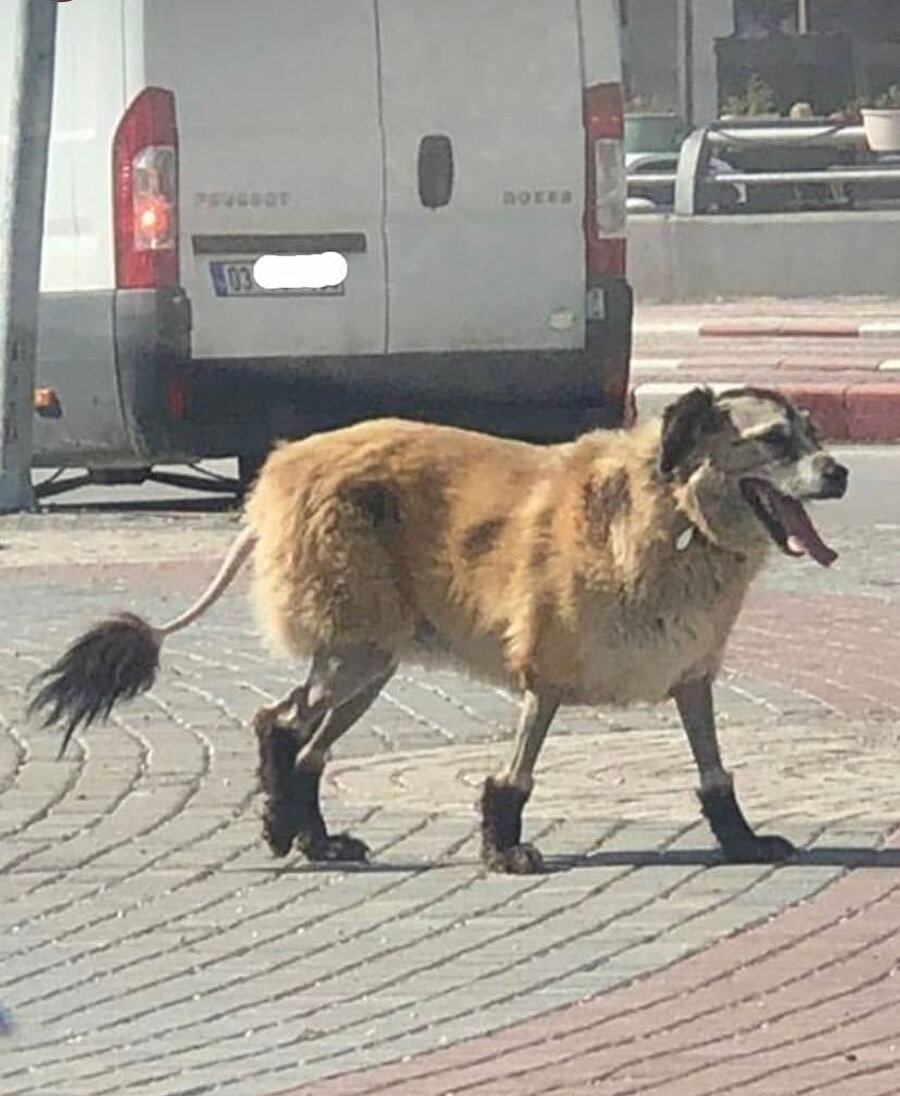 Arabaları kovalamak zorunda değilim💅