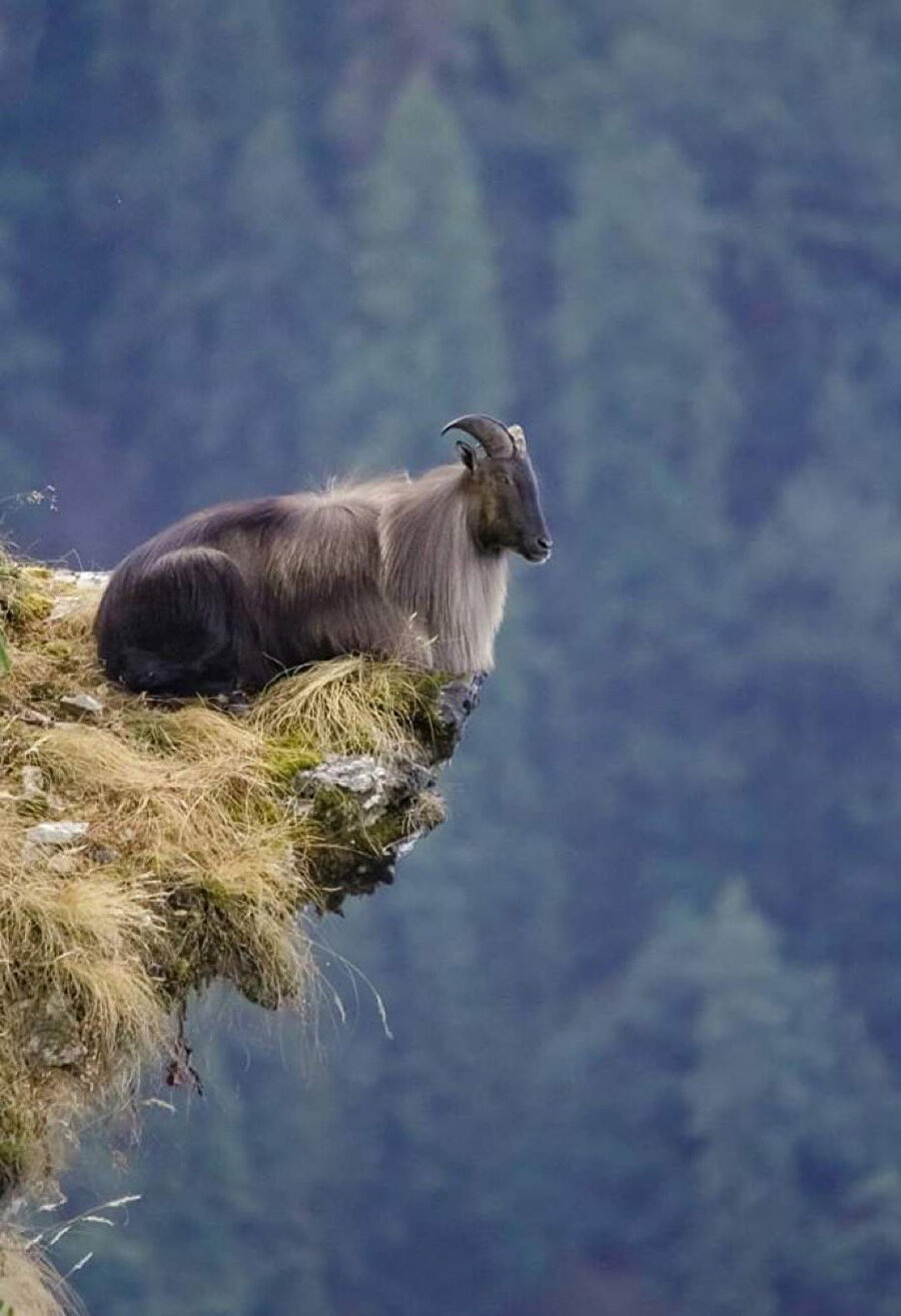 ​Hepinizden tiksiniyorum keçisi