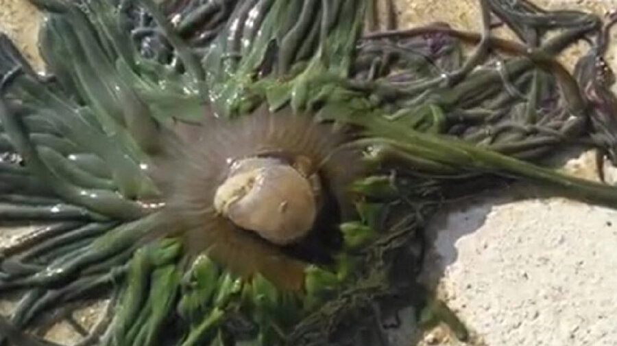 Çanakkale'de denize giren 12 yaşındaki kız hayatının şokunu yaşadı.