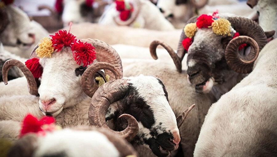 ​Kurban eti nasıl dağıtılır? 