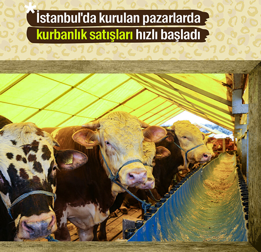 İstanbul'da kurulan pazarlarda kurbanlık satışları hızlı başladı
