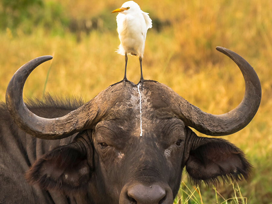 Talih kuşu kondu başına ne bu tavır?