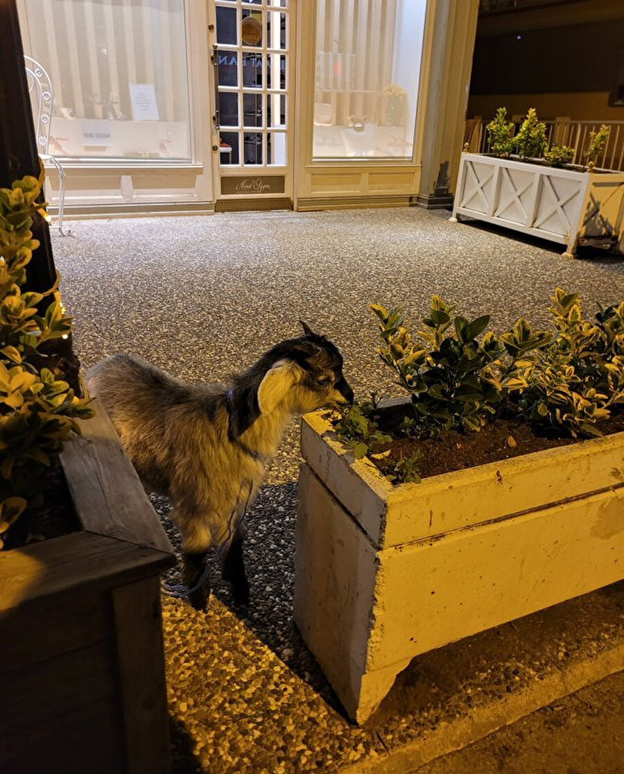 Bizim ne zaman oğlağımız olacak?