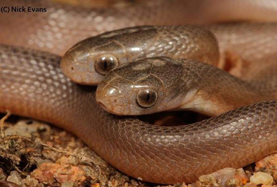 Yılan ihbarı aldığı eve giden adam, gördüğü manzara karşısında şaştı kaldı