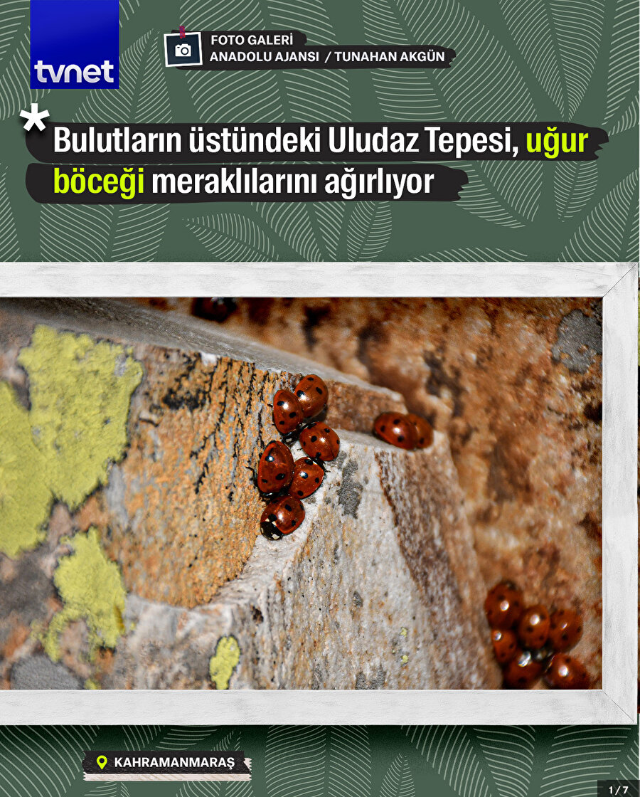 Bulutların üstündeki Uludaz Tepesi, uğur böceği meraklılarını ağırlıyor