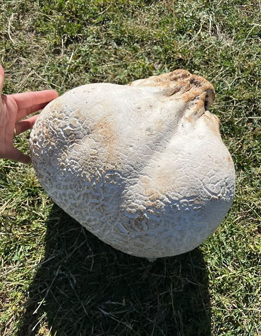 Tam 15 kilo: Gören gözlerine inanamıyor