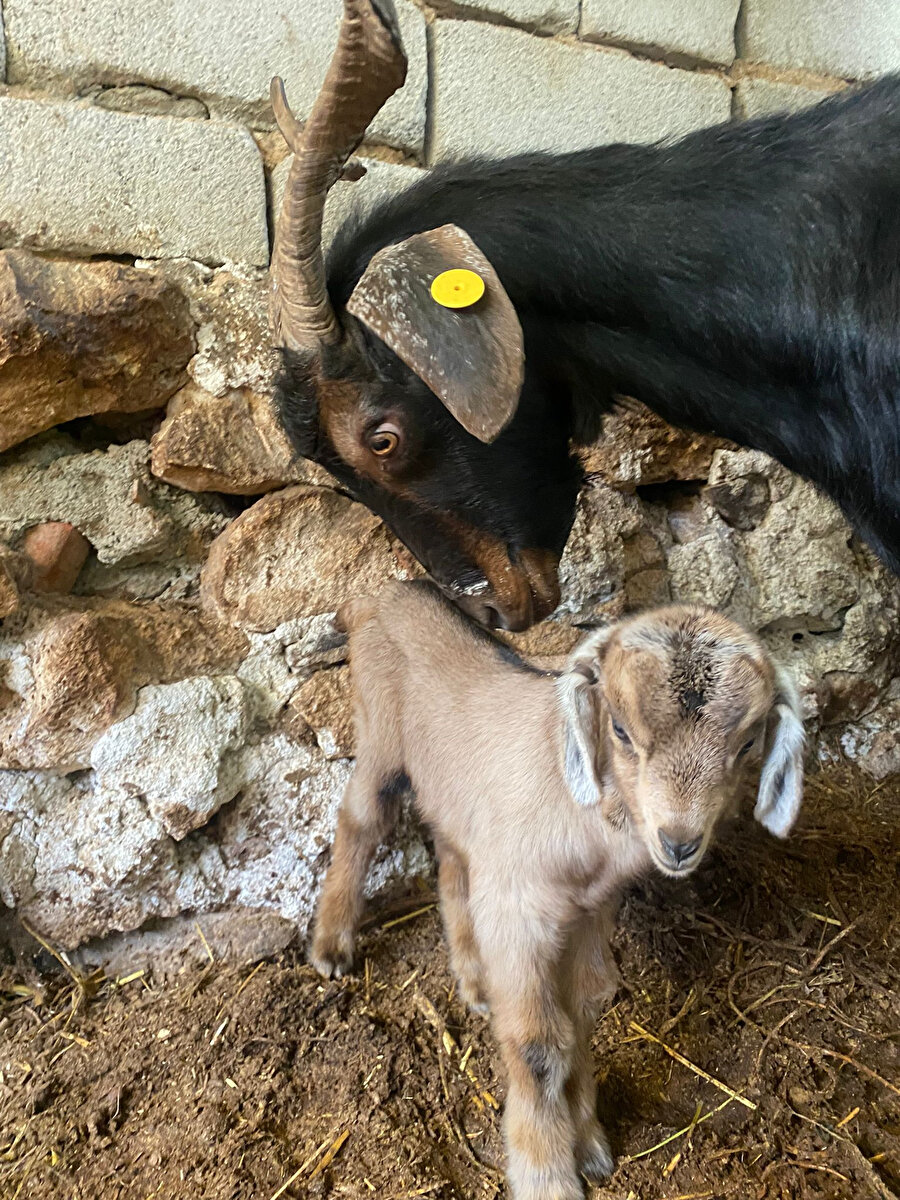 Kurbanlık aldıkları keçi doğum yapınca kesmekten vazgeçti