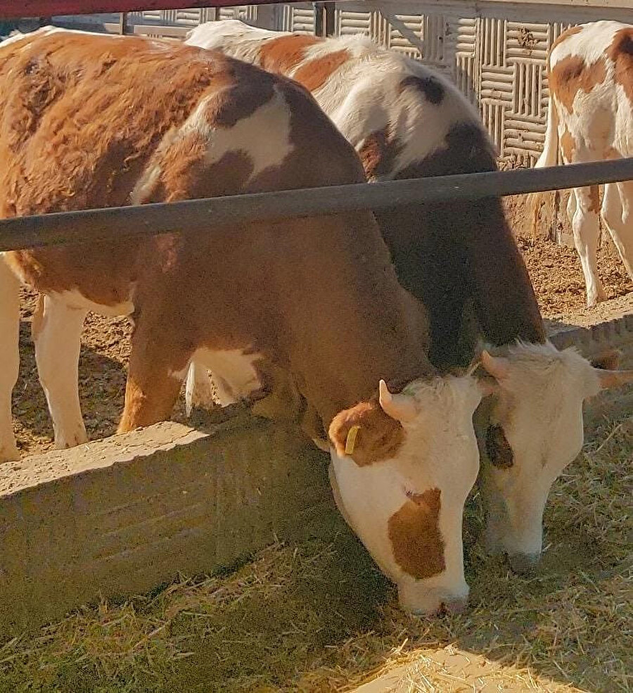 Profil fotoğrafı değiştirildi 📸