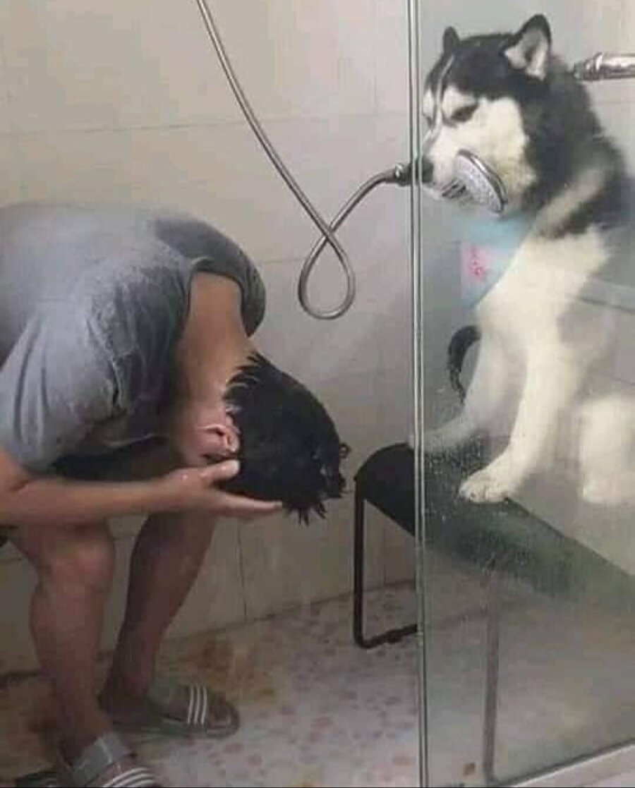 İdeal ev arkadaşı