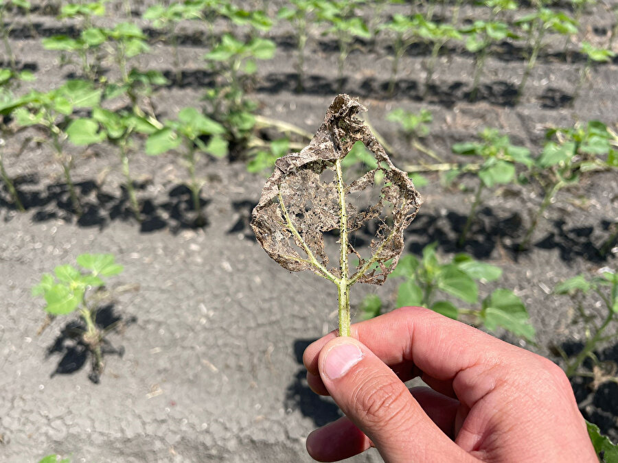 'Çayır tırtılı' istilası: Her yeri sarıp zarar verdiler