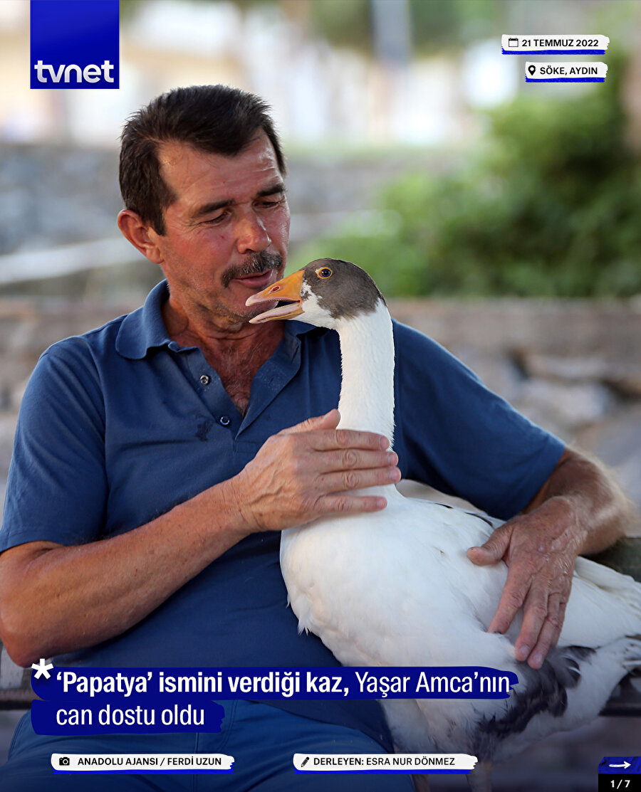 Hayvansever adam ve sevimli kazıyla tanışın