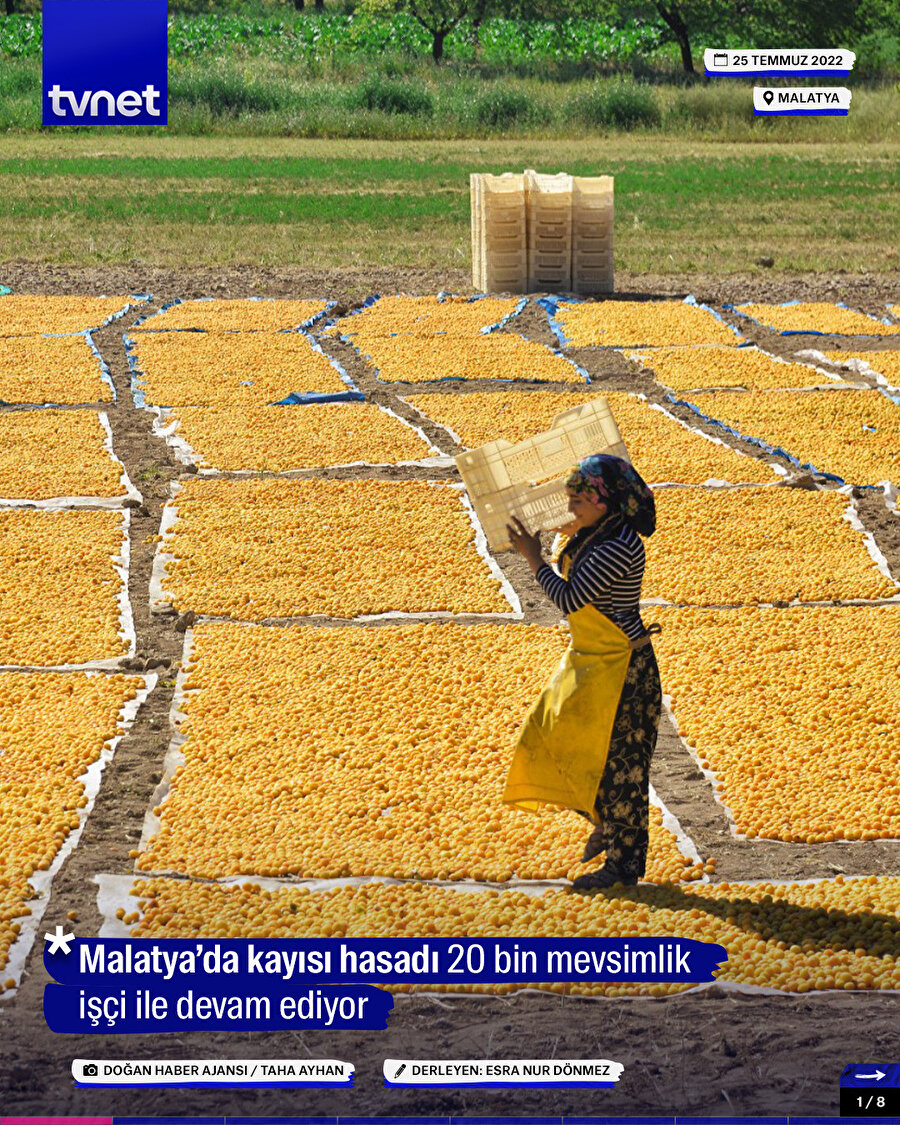 Malatya’da kayısı hasadı devam ediyor