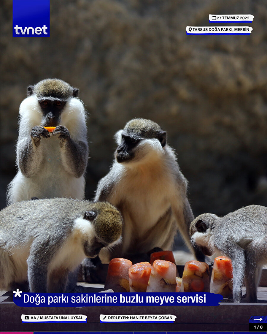 Doğa parkı sakinlerine buzlu meyve servisi