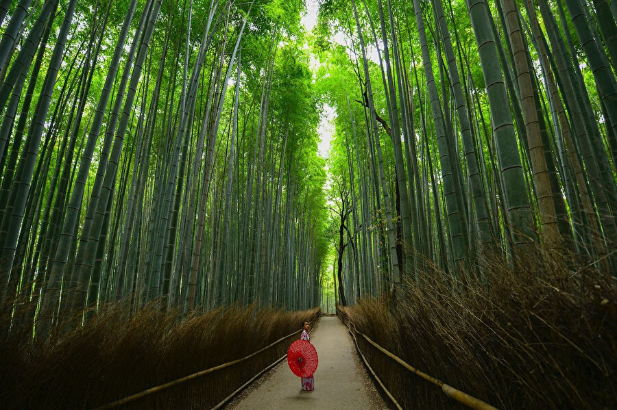 Arashiyama Bambu Korusu.