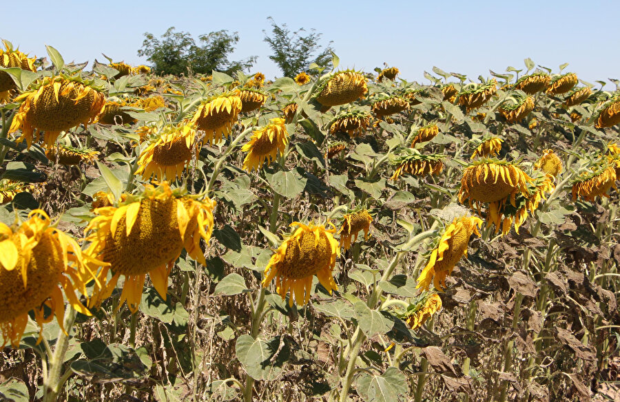 'Çayır tırtılı' ayçiçeğinden sonra mısırı da tehdit ediyor