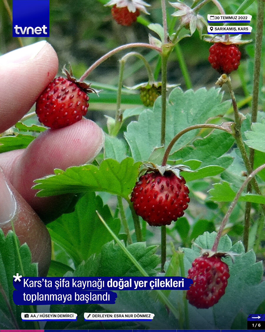 Kars’ta şifa kaynağı doğal yer çilekleri toplanıyor