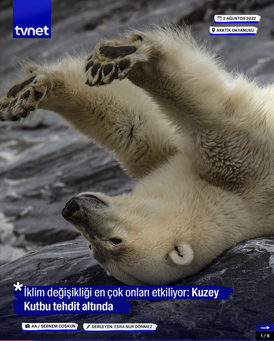 Kuzey Kutbu tehdit altında