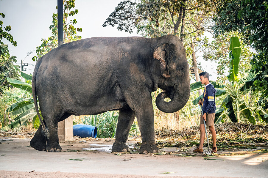 Tayland’da yaşayan Kuy halkı, günlük hayatlarını fillerle paylaşıyor.