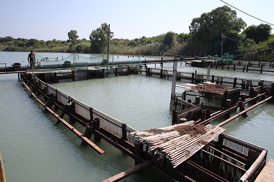 Adana'nın mavi yengeci Avrupa ve Uzak Doğu ülkelerine ihraç ediliyor: Kilosu 220 lira