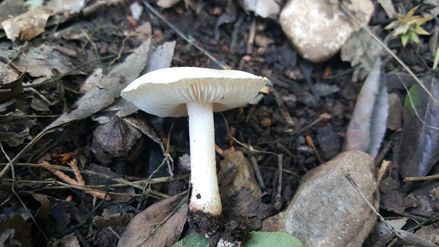 Denizli'de yeni bir tür keşfedildi