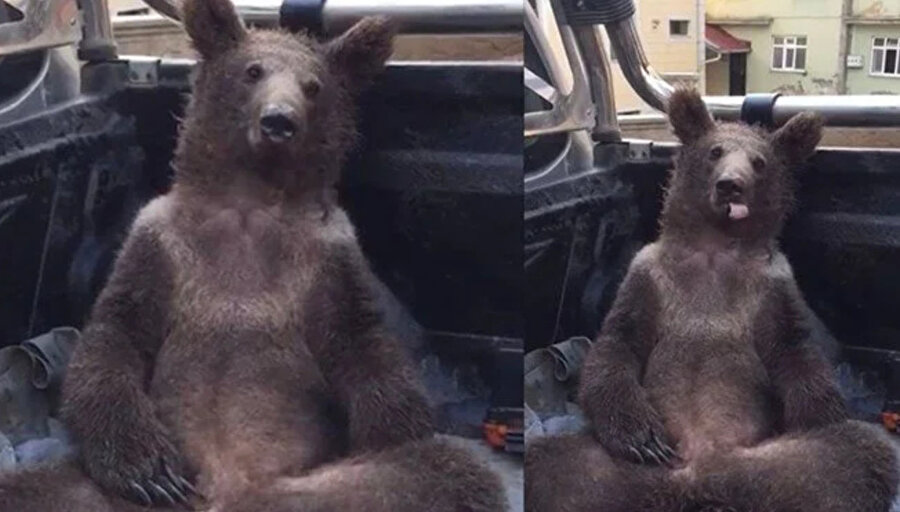 Bozayının kendinden geçtiği anlar