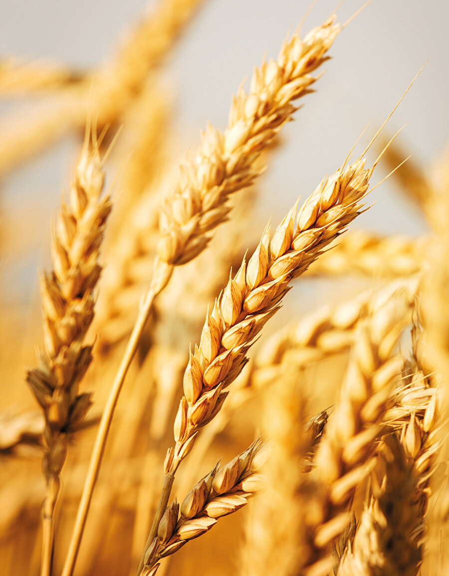 ‘Gıda demokrasisi’ ülkeleri diledikleri gibi gıda üzerinden kontrol etmenin süslü adıdır.