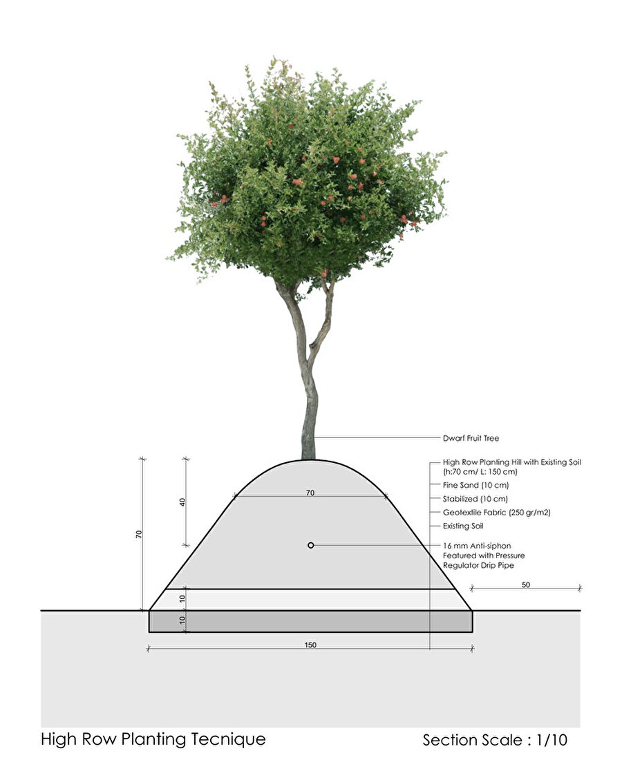 Yüksek temelli ağaç dikim diyagramı.