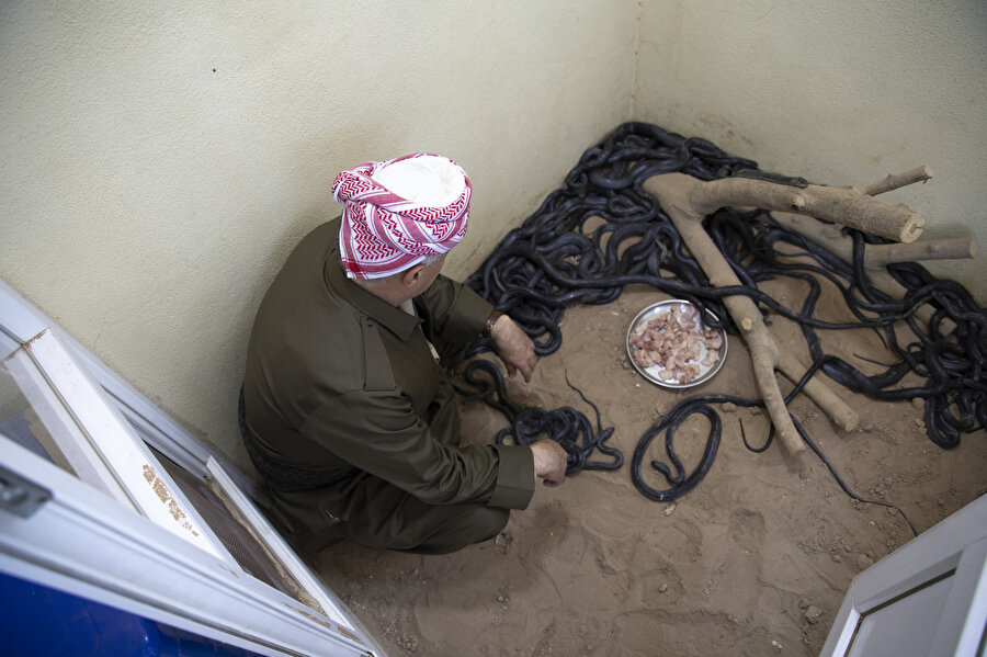 38 yıldır onlarca yılanla birlikte aynı evde yaşıyor