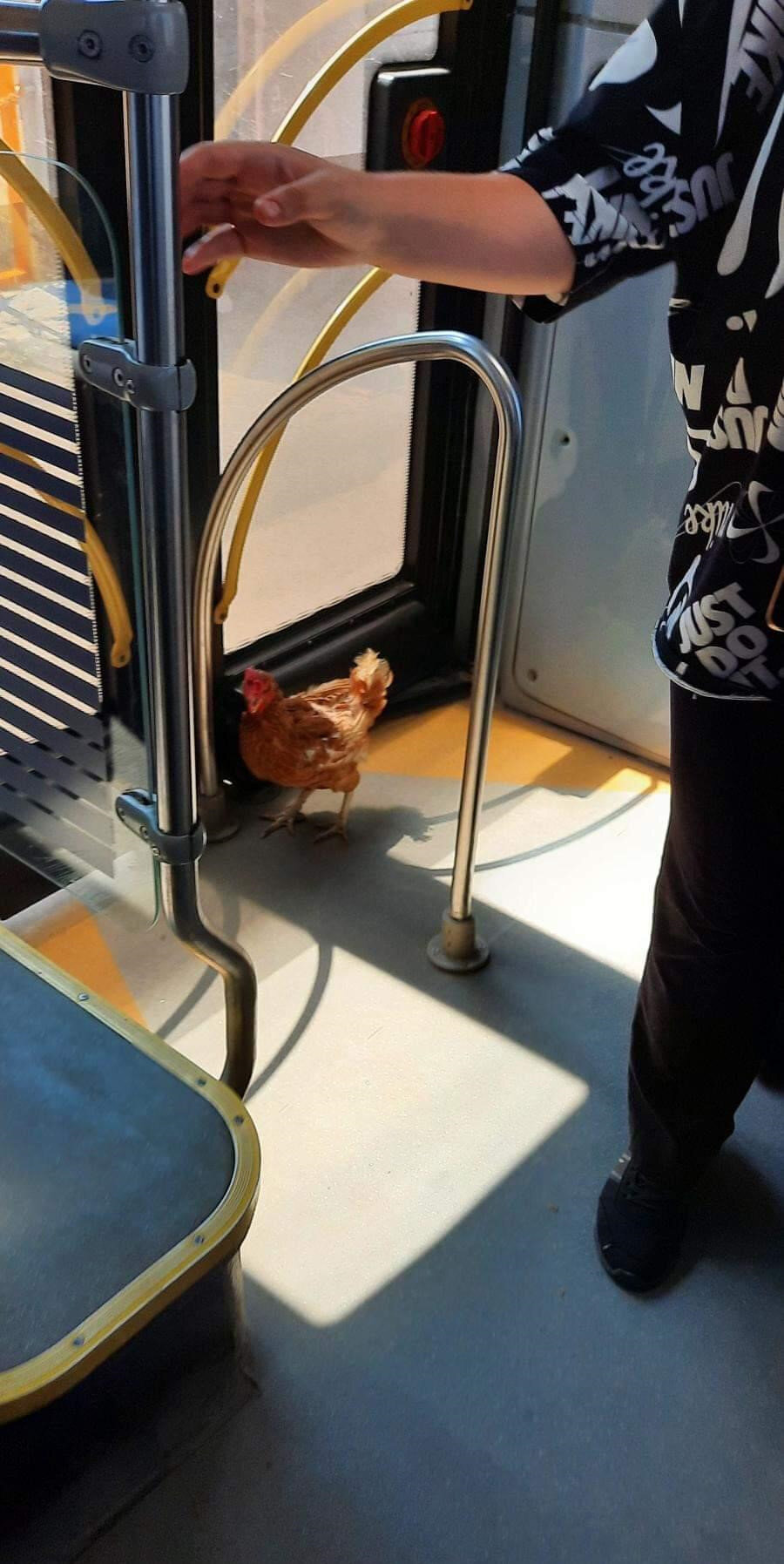 Akbili olan tavuk 🐔