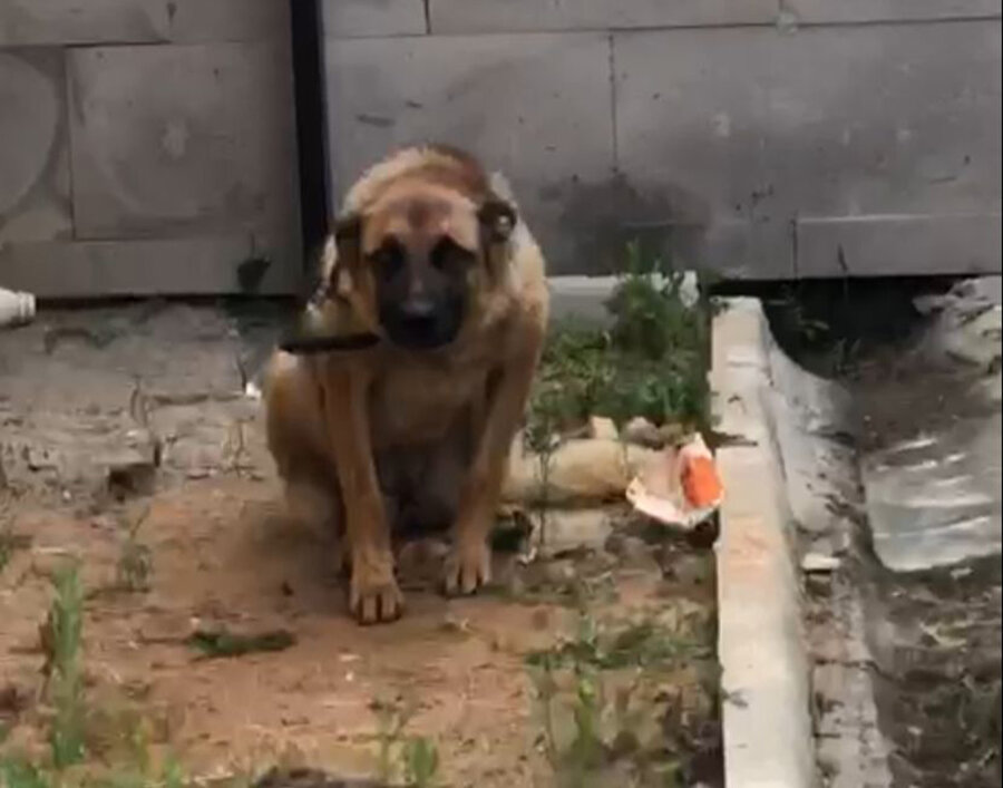 Trabzon'da bekçiyi ısıran köpek iki gün gözaltına alındı