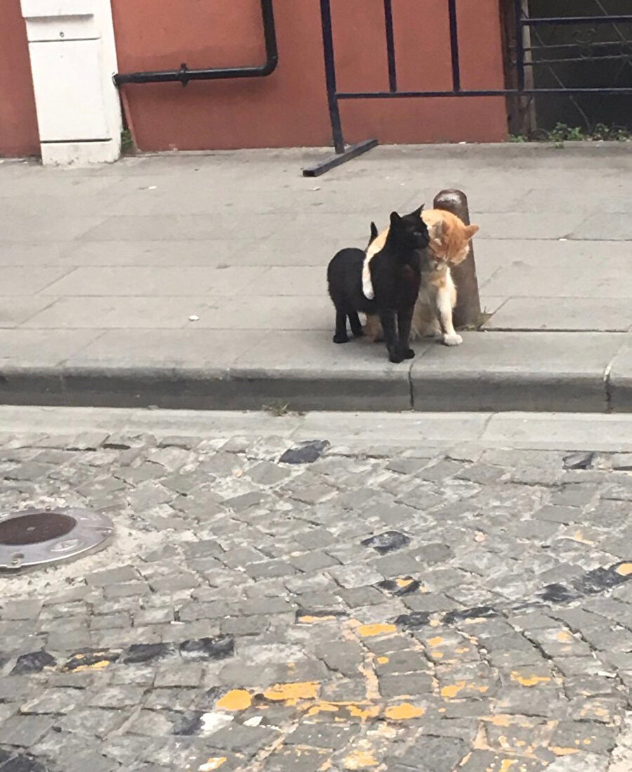 Seni bırakamam tek başına birader 🎶