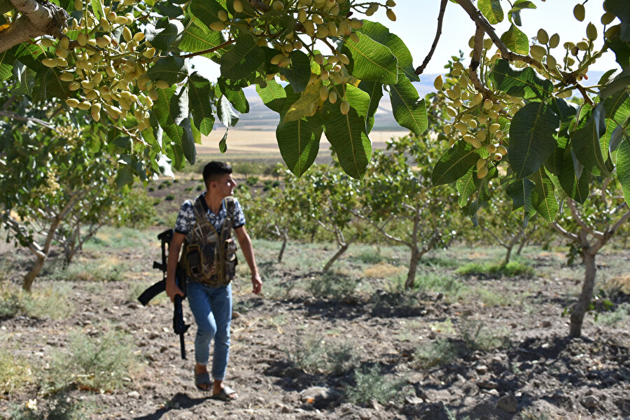 Kilosu 170 TL olunca üreticinin uykusu kaçtı: Tarlada silahla nöbet tutuyorlar