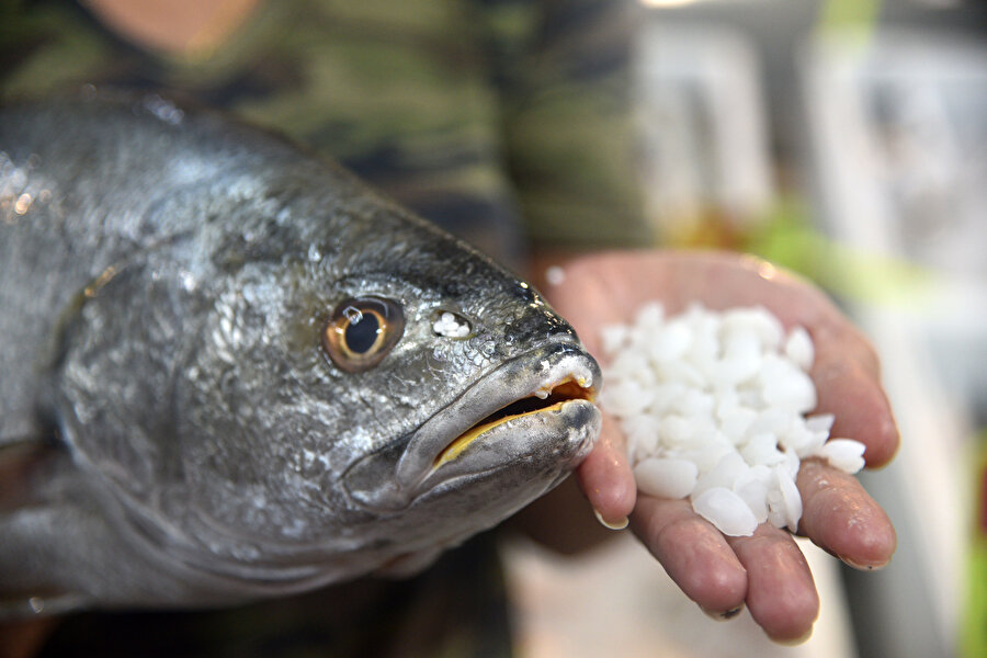 Kilosu 200 başındaki taşların kilosu 1000 lira: Şifa kaynağı olduğuna inanılıyor