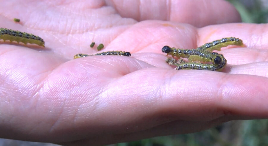 Çayır tırtılı İstanbul'da parklara indi