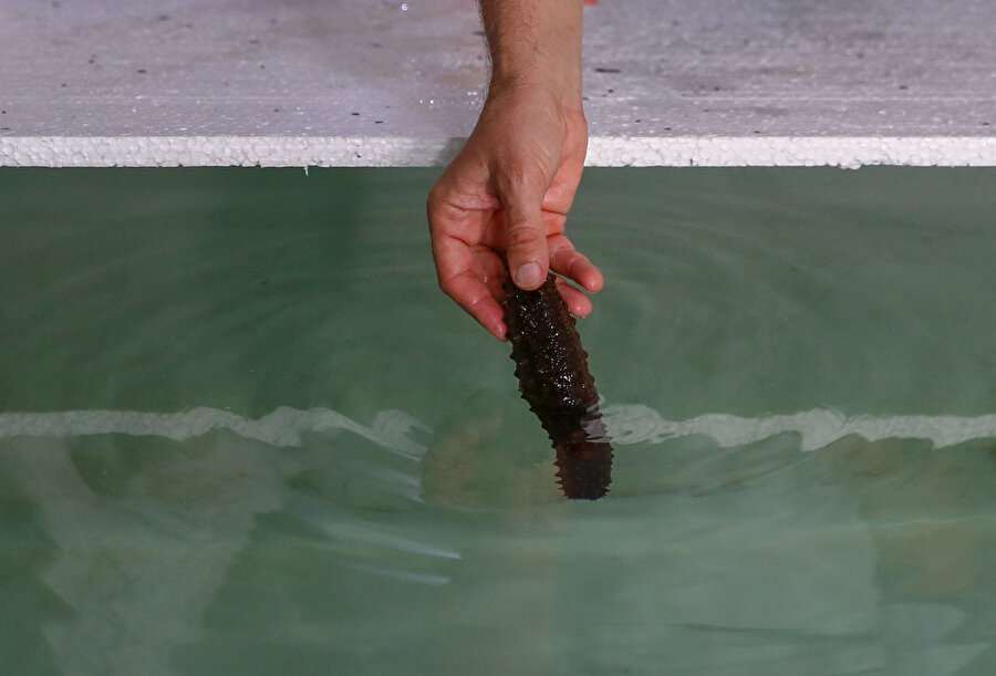 Türkiye'de tüketilmiyor: Yıllık 10 milyon dolarlık ihracatı yapılıyor