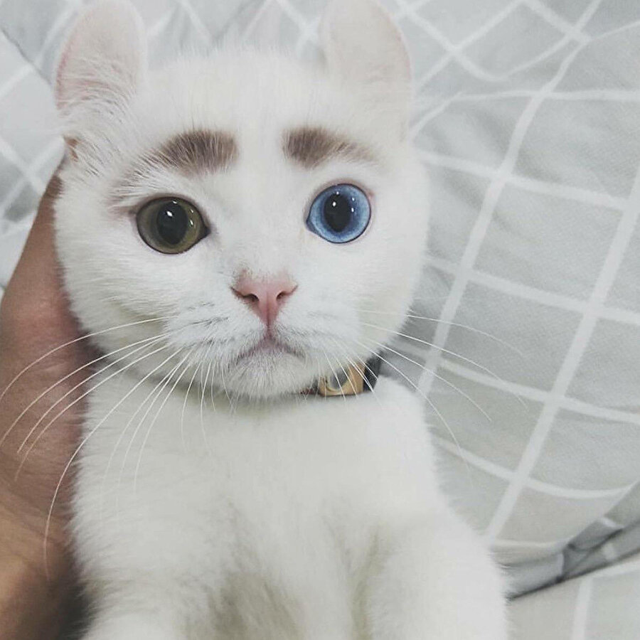 Kaş farını yanlış sürmüş