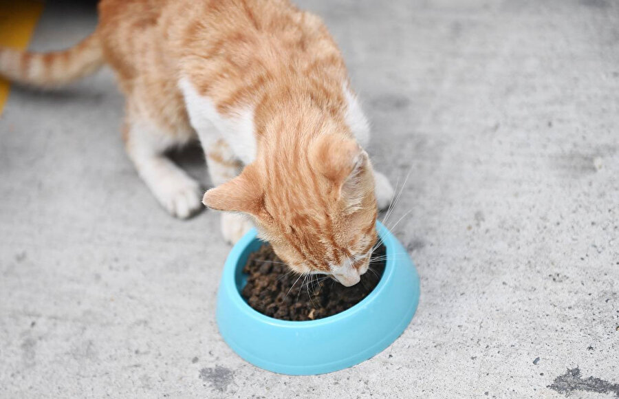Beyoğlu Belediyesi'nden örnek proje: Gıda ve yemek artıkları hayvan mamasına dönüştürülecek