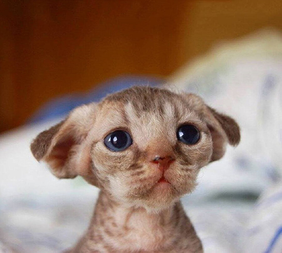 Efendimiz çoraplarını istedi