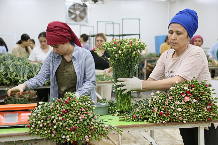 Türkiye'den Kraliçe Elizabeth'in cenazesi için 1,5 milyon dal karanfil