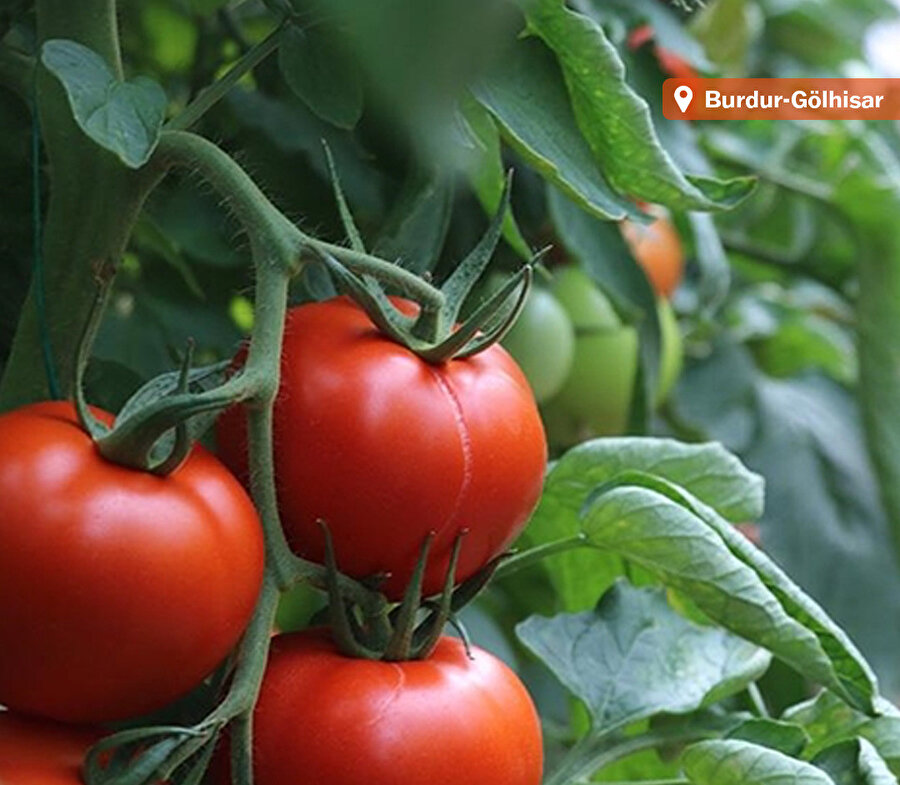 Burdur'un yayla domatesi yurt dışında yüksek talep görüyor