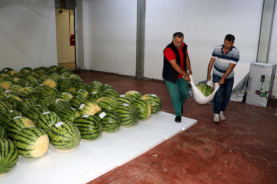 'Şampiyon adayı' karpuzlar yarışmayı bekliyor
