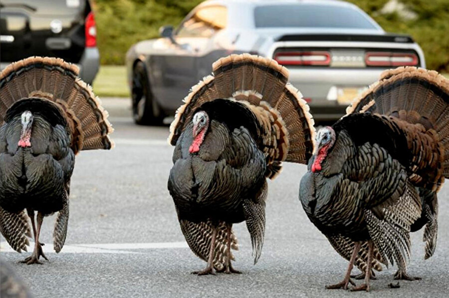 Hindiler bir mahalleyi istila etti