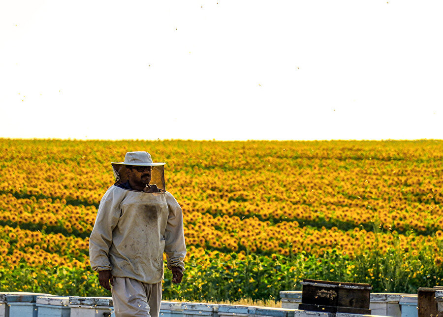 Gezgin arıcı "en iyi bal" için kovanlarıyla il il dolaşıyor