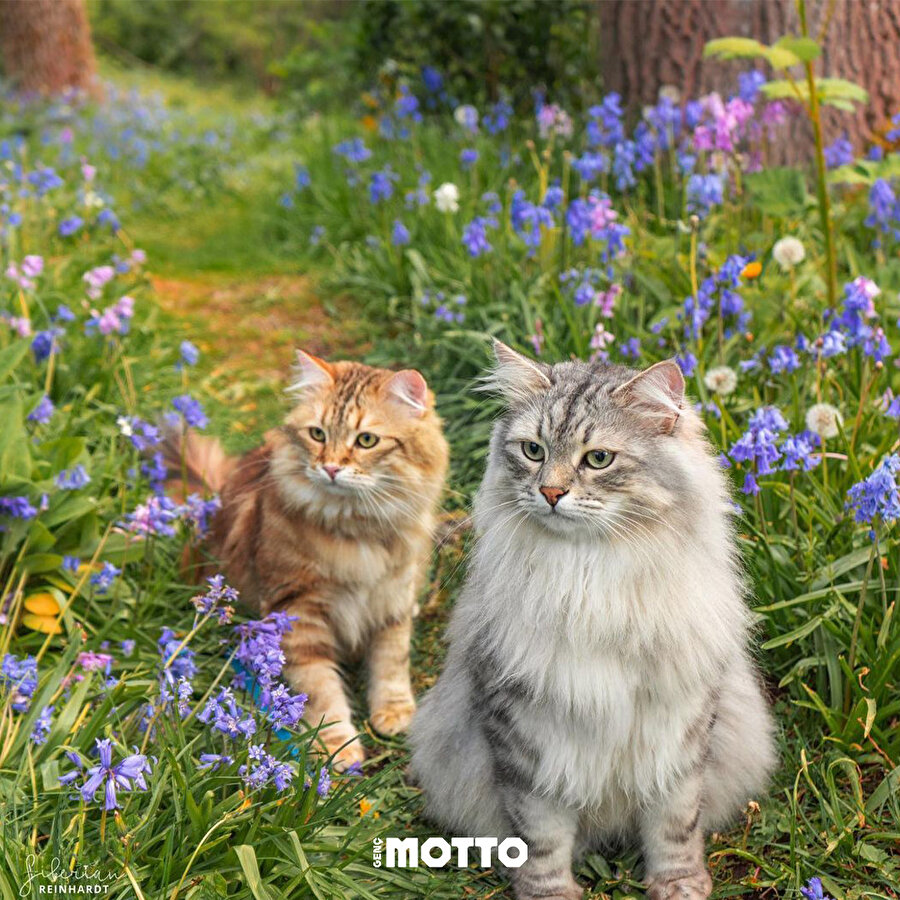 İki kedinin dostluğu