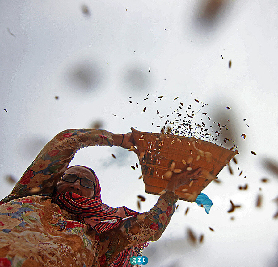 Hindistan'da pirinç hasadı başladı