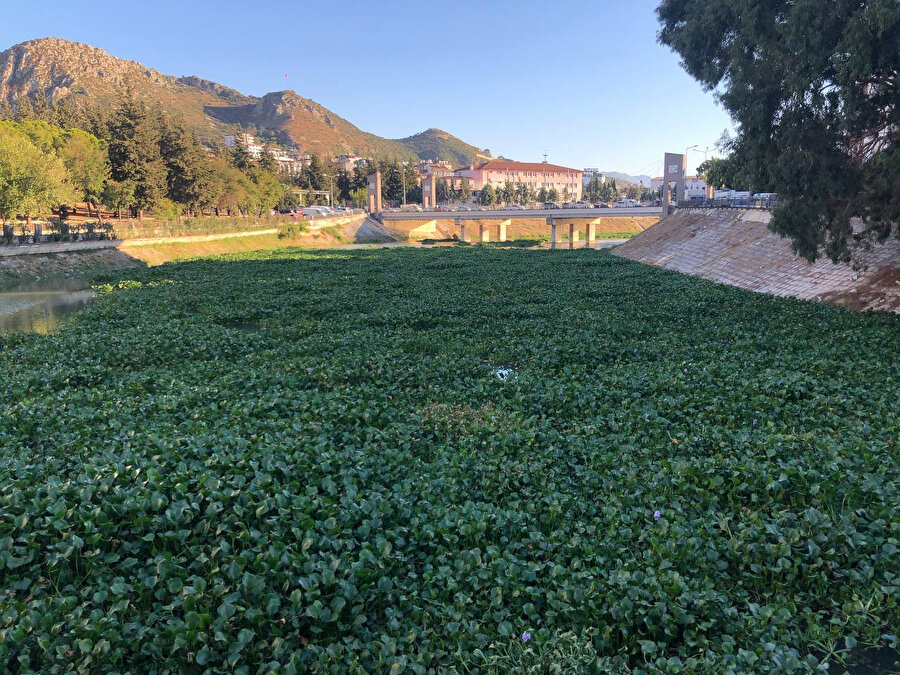 Asi Nehri'nde su sümbülü istilası