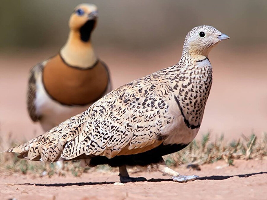 Kuşlar neden yürürken kafalarını ileri geri yaparlar?