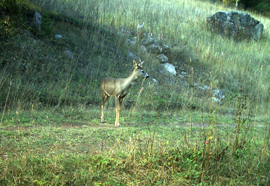 Yaban hayvanlarının fotokapana yansıyan görüntüleri